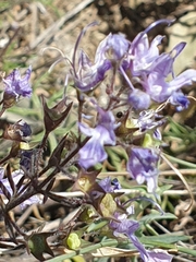 Teucrium parviflorum