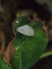 Zizula hylax pygmaea