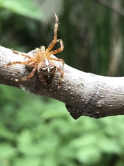 Araneus diadematus