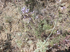 Teucrium parviflorum