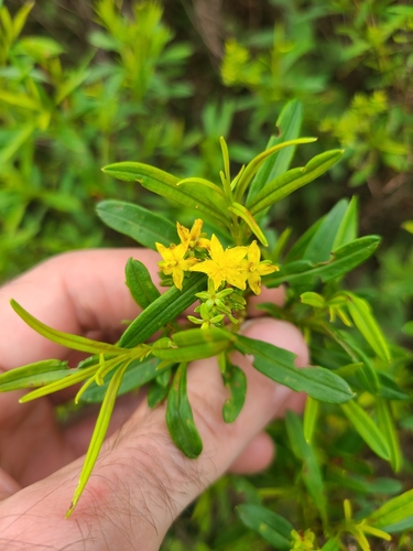 Bushy St. Johnswort (Hypericum densiflorum)