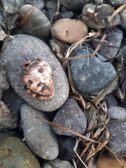 Mexacanthina