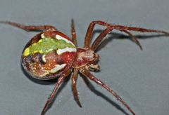 Novaranea queribunda