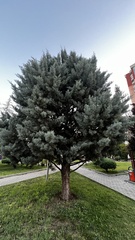 Cupressus
