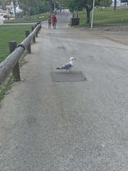 Larus michahellis