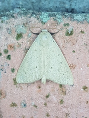 Scolecocampinae