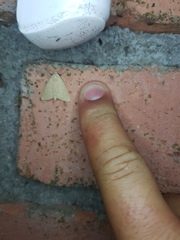 Scolecocampinae