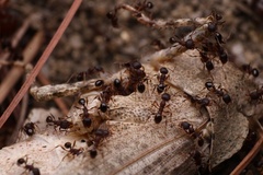 Pheidole pilifera