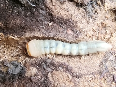 Prionus coriarius