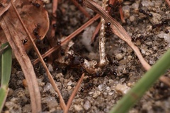 Pheidole pilifera