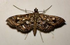 Nausinoe geometralis