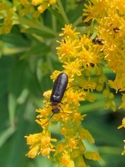 Nemognatha nemorensis