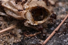 Pheidole pilifera