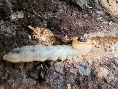 Prionus coriarius
