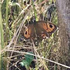 Lasiommata maera