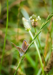 Polyommatus icarus
