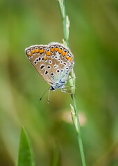 Polyommatus icarus