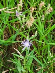 Lactuca pulchella