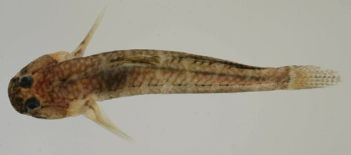 Seaboard Goby