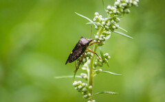 Pentatoma rufipes