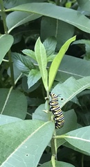 Danaus plexippus