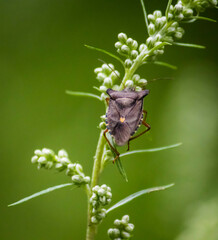 Pentatoma rufipes