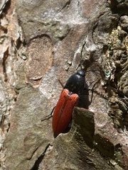 Ampedus cinnaberinus