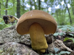 Boletus auripes
