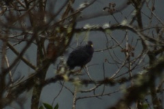 Buteogallus urubitinga