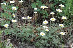 Anthemis fruticulosa