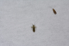 Phytocoris tiliae