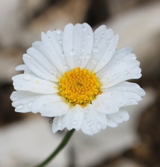 Anthemis fruticulosa