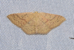 Cosymbiini
