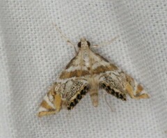 Petrophila heppneri
