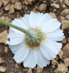 Anthemis fruticulosa