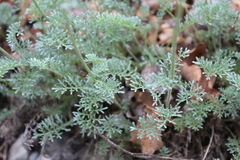 Anthemis fruticulosa