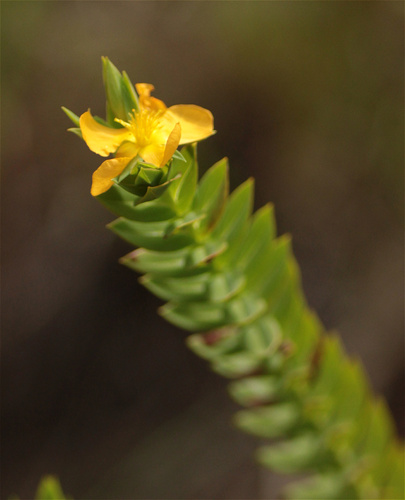 Hypericum mexicanum, photograph 6