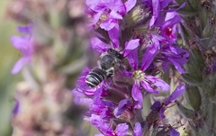 Megachile ericetorum