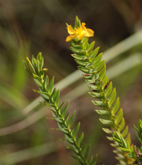Hypericum mexicanum