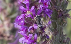 Megachile ericetorum