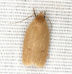 Antaeotricha osseella
