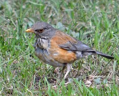 Turdus rufopalliatus