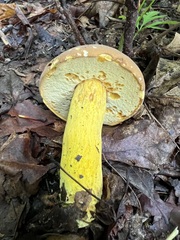 Boletus auripes