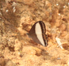 Oressinoma typhla