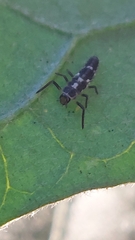 Propylea quatuordecimpunctata