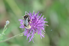 Bombus sylvarum