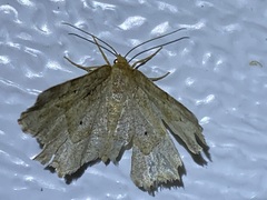 Metarranthis hypochraria