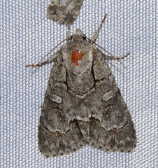 Acronicta radcliffei