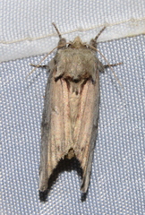 Oedemasia concinna
