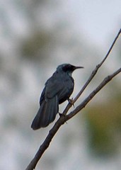 Melanotis caerulescens